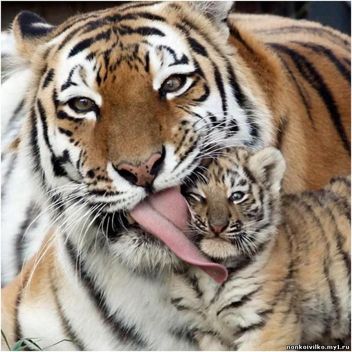 тигр с тигренком